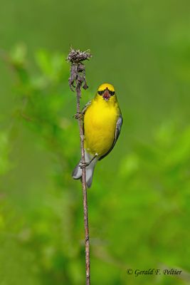 Birds
