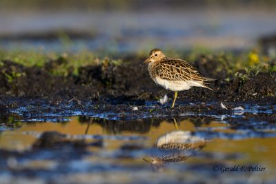  Shorebirds , Gulls , Terns and Cormorants 