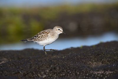 Shorebirds , Gulls , Terns and Cormorants