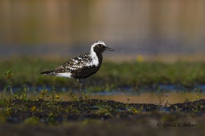  Shorebirds , Gulls , Terns and Cormorants 