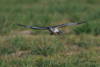 Northern Harrier