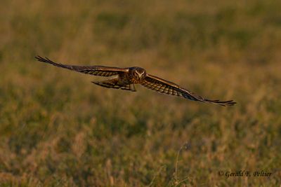  Northern Harrier 