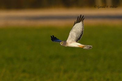  Northern Harrier 