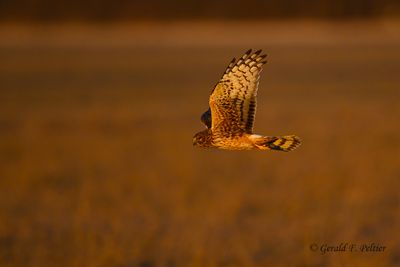  Northern Harrier 