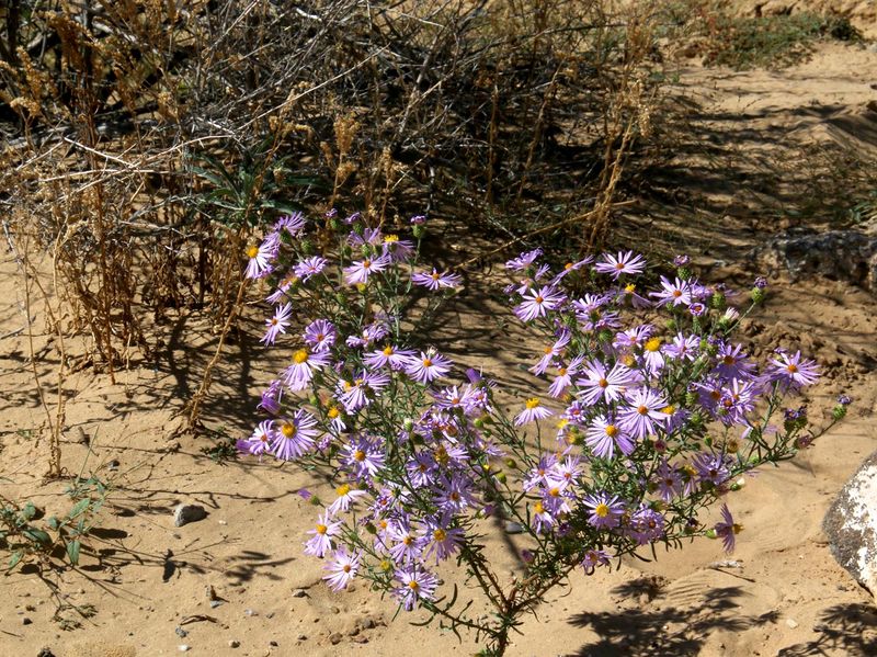 Blooming Weed at Yucca House NM