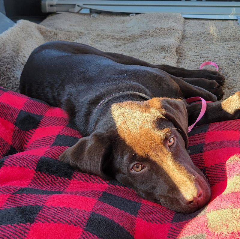 Josie - In the Car
