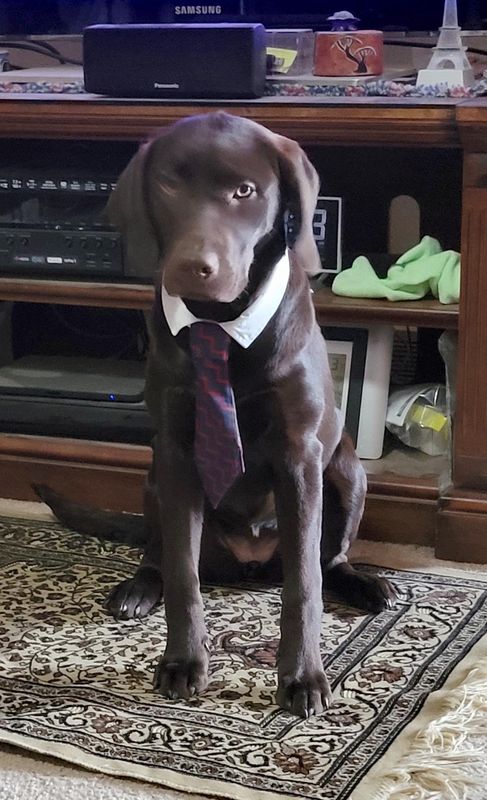 Josie - In her Suit Collar and Tie
