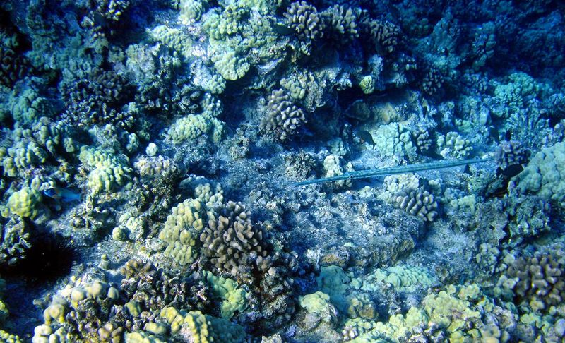 Needle Fish