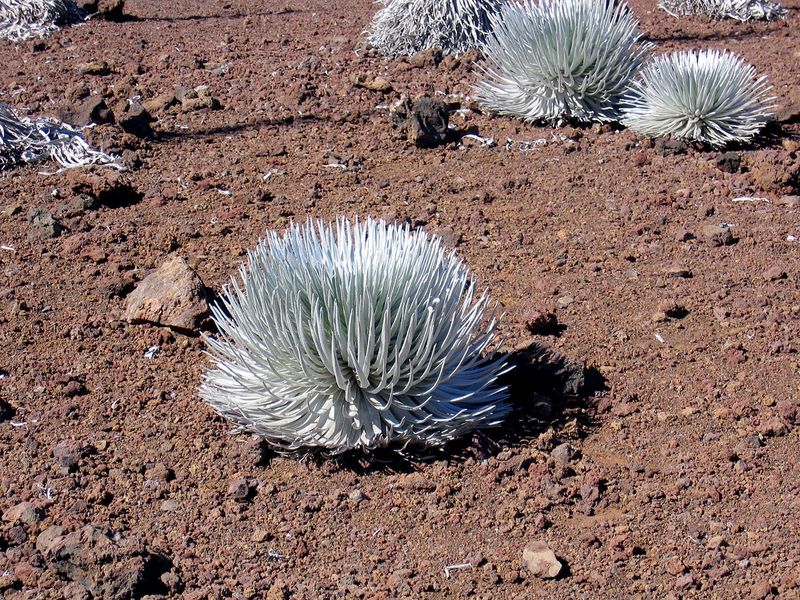 Silversword - Haleakala