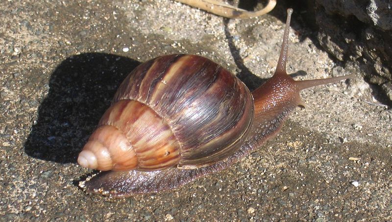 Snail near Hanauma Bay