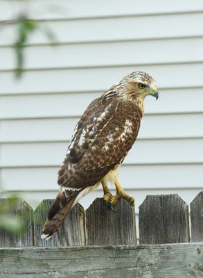 Falcon on the Fence