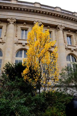 Autumn Tree Outside the Grand Palais