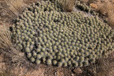 Cactus at Yucca House NM