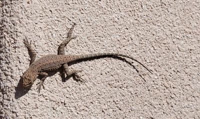 Lizard at Hovenweep NM