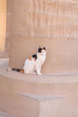 A Patchwork Cat at the Philae Temple