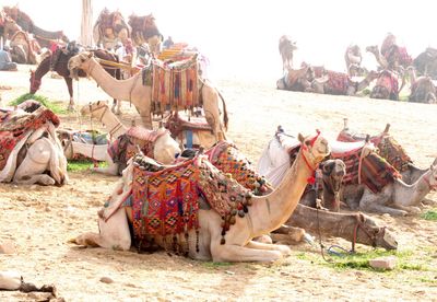 Camel Stable at Giza
