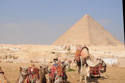 Khufu's Pyramid, The Sphinx, and Camels