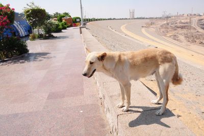 She Doggie at the Aswan High Dam with the Friendship Monument in the Background