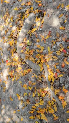 Leaves