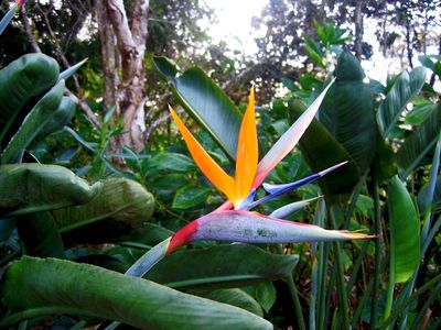 Bird of Paradise (Plant)