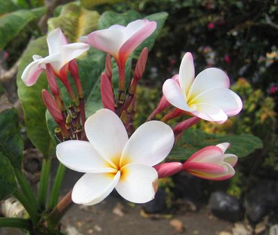 White Plumaria