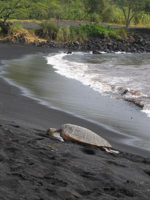 Turtle on Black Sand (Punalu'u) Beach