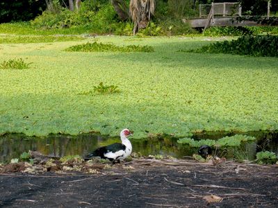 Punalu'u Pond