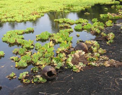 Punalu'u Pond and Coconuts