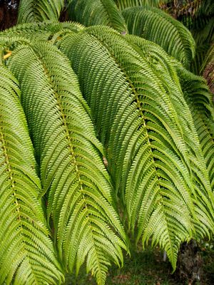 Fern
