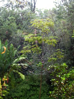 Spiders Web With Raindrops