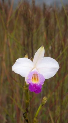 Orchid