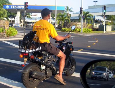 Dog Wearing Sunglasses on the back of a Motorcycle