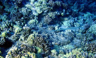 Needle Fish