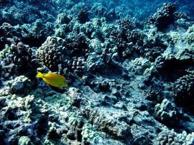 Diving at Molokini