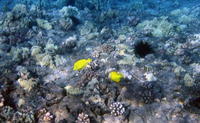 Diving at Molokini