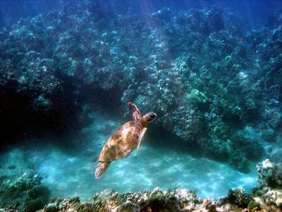 Turtle Coming Up from the Bottom