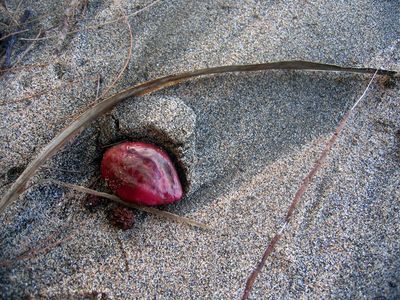 Seed at Lumaha'i Beach at the start of the Na Pali Coast