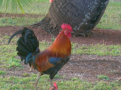 Runabout Rooster
