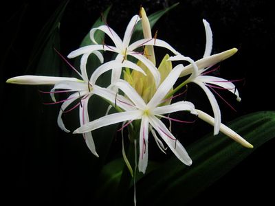 White Giant Spider Lily