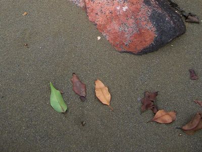 Leaves on a Beach