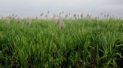 Ornate Grasses