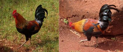 Rooster and Hen