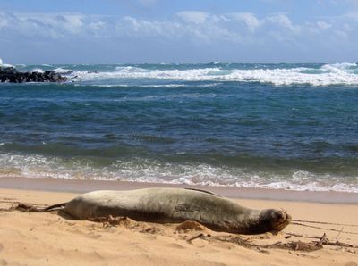 Monk Seal
