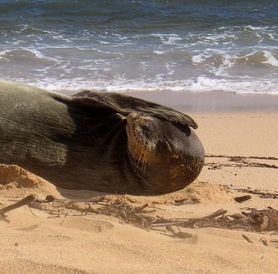 Monk Seal - No Pictures Please