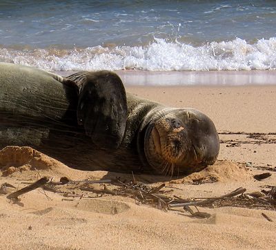 Monk Seal - Close Up