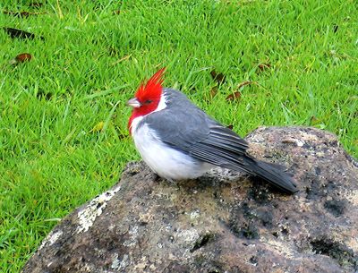 Red Crested Cardinal