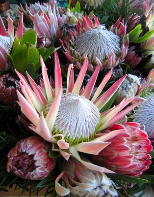 Interesting Flowers at Open Air Market