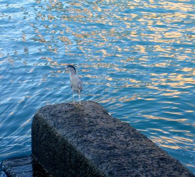 Bird on a Perch