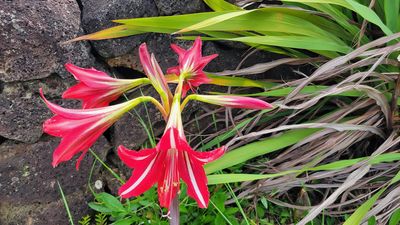 Red Lily