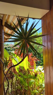 Star Plant